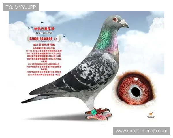VIP08体育国际平台的优势与特色全面介绍帮助新手快速上手体育博彩玩法 VIP08体育国际平台的优势与特色全面介绍帮助新手快速上手体育博彩玩法